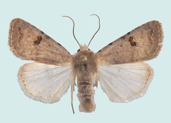 Platyperigea kadenii- Verneuil-sur-Seine (Yvelines), 6 septembre 2004